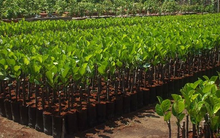 Pan Pacific đăng ký mua 5% cổ phần NSC, nâng tỷ lệ sở hữu lên gần 63%