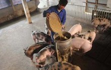 Hai công ty sử dụng chất cấm bị phạt 800 triệu đồng, đóng cửa một tháng