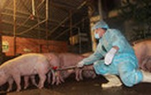 Bộ Y tế “phản ứng” Bộ NN&PTNT về chất cấm