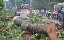 [Thời sự 24h] Kế hoạch chặt 6.700 cây xanh: ''Thanh tra Chính phủ vào cuộc mới rõ''