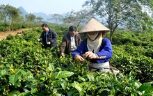 Thu tiền tỷ từ chè búp tươi