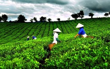 “Cường quốc” nông nghiệp có nguy cơ sụp đổ: Chính phủ yêu cầu gỡ khó