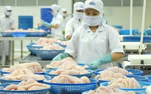 Lo cá tra tắc đầu ra