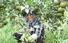 Thu tiền tỉ trên vùng đất chết