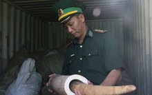 Ngà voi, sừng tê giác ồ ạt nhập lậu