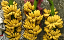 Nông dân phấn khởi vì giá chuối cao trở lại