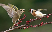 Red River Holding ra đi, cổ phiếu Vicostone tăng giá gấp 5 sau khi "đổi chủ"