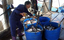 Tìm “đường bơi” bớt gập ghềnh cho con cá tra