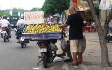 Đào Trung Quốc 'đội lốt' đào Sa Pa