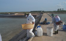 Dịch bệnh tấn công tôm ở Móng Cái: Đã có gần 330 ha tôm bị chết