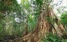 Xây 18km đường xuyên rừng, vườn Cát Tiên không bị ảnh hưởng?