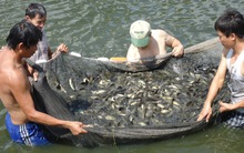 HNX chấp thuận niêm yết cho CTCP Nông nghiệp xanh Hưng Việt