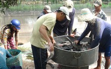 ​Sẽ dừng thí điểm bảo hiểm đối với tôm, cá