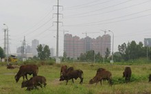 Hà Nội: Chậm giao đất dịch vụ cho người dân