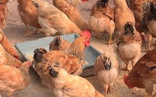 Bộ Tài chính muốn “cởi phí cho con gà”