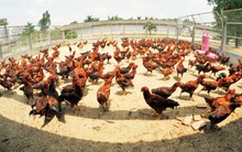 Dabaco (hợp nhất): Lãi quý 3 hơn 73 tỷ đồng, tăng mạnh 70% so với cùng kỳ