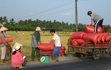 Méo mặt với giá lúa