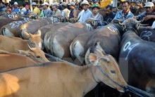 Việt Nam là thị trường xuất khẩu gia súc lớn thứ hai của Australia