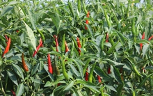 Vùng chuyên canh ớt xuất khẩu