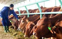 Bộ trưởng Cao Đức Phát: Hoan nghênh HAG nhập bò Úc về nuôi