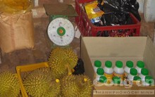 Đột kích một cơ sở “tắm hóa chất” cho sầu riêng