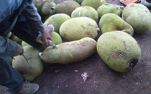 [Hàng hóa nổi bật ngày 02/04]: Đổ hóa chất ép mít chín siêu tốc