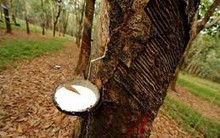 Các nhà sản xuất cao su cần có kỷ luật để đẩy giá tăng lên