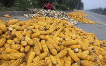 El Nino sẽ ảnh hưởng tới nhiều loại cây trồng ở châu Á và Nam Mỹ