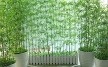 Những cây cảnh phải trồng trong nhà để "tiền vào như nước"