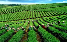 Nông sản, nông nghiệp Việt trong mắt người Nhật