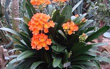 Cây phong thủy, cây nội thất trang trí cho ngôi nhà bạn đón tết