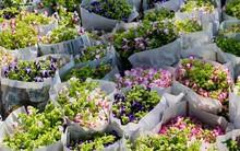 Báo Nhật: Không lâu nữa, Việt Nam sẽ trở thành trung tâm sản xuất hoa ở Châu Á