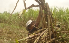 Giá mía tăng mạnh