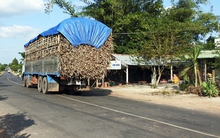 Bị ép giá, nông dân “ghim” mía trên đồng