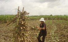 Đường tiêu thụ tốt, giá tăng