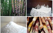 Kém cạnh tranh trong ngành mía phải tính cả hai phía