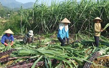 Ngành đường và 'chiếc áo' bảo hộ