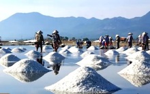 Thông tin hàng hóa nổi bật ngày 12/01: Sẽ nhập khẩu 81.000 tấn đường và 102.000 tấn muối