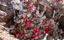 Nga thêm 4 nước vào danh sách cấm nhập khẩu thực phẩm