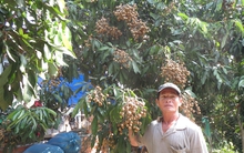 Nhãn Idor không lo ế