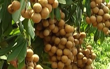 Nhãn lồng lần đầu chờ sang Mỹ