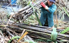 Kiến nghị chưa nên nhập 50.000 tấn đường