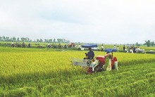 Quá ít doanh nghiệp tham gia kinh doanh nông nghiệp