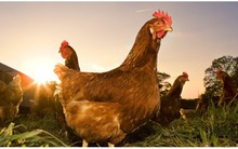 Nỗi lo của ngành chăn nuôi trước ngưỡng cửa hội nhập