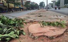 Hà Nội chi gần 36 triệu để chặt một cây xà cừ