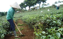 Chè ngấm “độc” gây chấn động dư luận