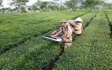 Bổ sung quy định về hình thức phá sản công ty nông lâm nghiệp