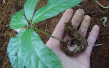 Triển khai đề án bảo tồn và phát triển cây sâm Ngọc Linh