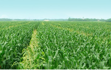 NSC sẽ nâng tỷ lệ sở hữu tại SSC lên 61,4%