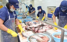 Tái cấu trúc để ngành cá tra phát triển ổn định